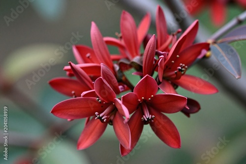 A close up of a red flower on a tree