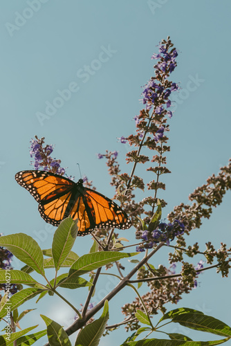 beautiful monarch butterfly feeding on purple chaste tree blossoms against a soft, cloudy blue sky. Inspiring vertical macro shot of wild insect pollinating vibrant garden flowers in summer.