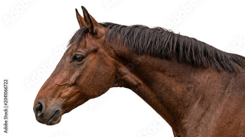 Obraz na płótnie Brown horse head and neck isolated on transparent background, beautiful majestic animal png