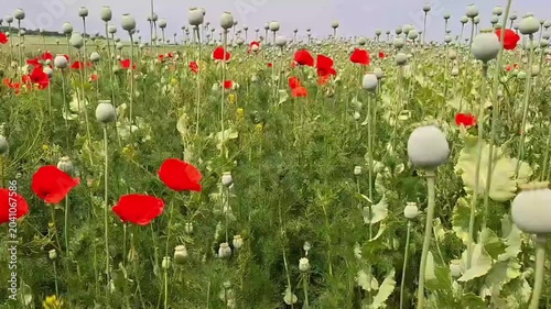 Right‑to‑Left Pan Across Blooming Poppy Field — Scenic Nature Sweep