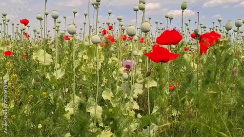 Static Poppy Field in Soft Wind — Peaceful Nature Video