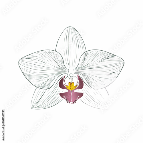 Elegant orchid flower line art, flowing petals, thin botanical outline, modern minimalist floral illustration, isolated white background