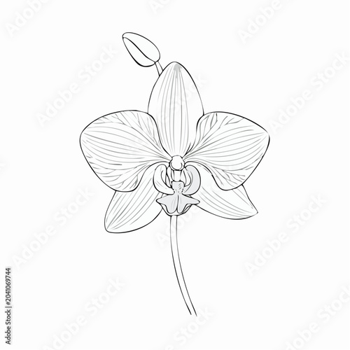 Elegant orchid flower line art, flowing petals, thin botanical outline, modern minimalist floral illustration, isolated white background