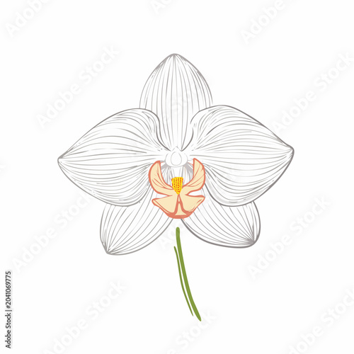 Elegant orchid flower line art, flowing petals, thin botanical outline, modern minimalist floral illustration, isolated white background