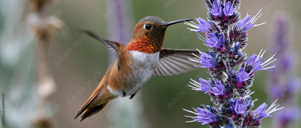 Fototapeta premium A stunning close-up of a hummingbird hovering gracefully in front of vibrant flowers, capturing the delicate beauty of nature and the interaction between wildlife and flora.