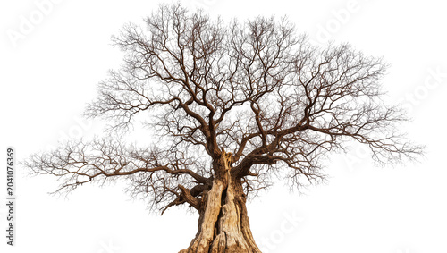 Photos Ancient gnarled oak tree with bare branches against white
