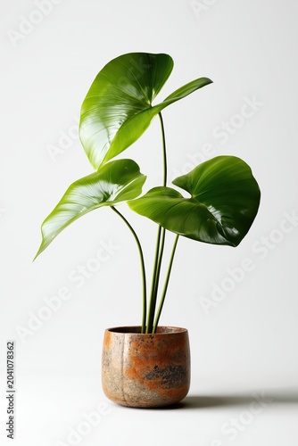 Vibrant indoor plant with large green leaves creating a stunning display in a modern space filled with natural light