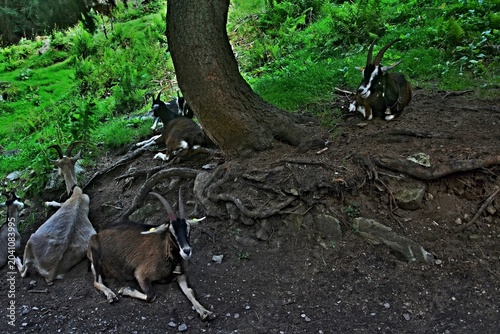 Austrian Alps - A view of goats on the path  below the Grawa-waterfall in Stubai Alps