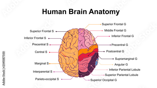 Bild auf Leinwand Human Brain Anatomy Diagram with Lobes and Gyri
