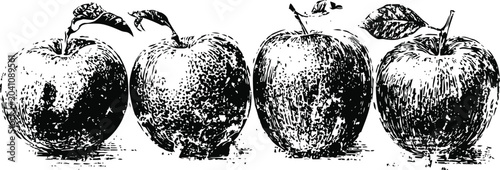 vintage black and white illustration of four apples with detailed textures and shading