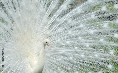 a majestic white peacock displaying its beautiful plumage