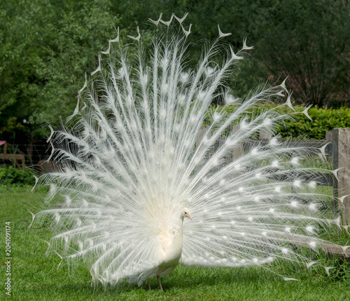 a majestic white peacock displaying its beautiful plumage