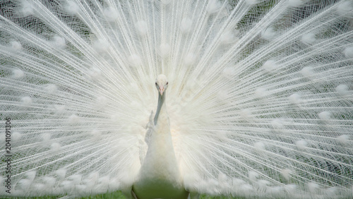a majestic white peacock displaying its beautiful plumage