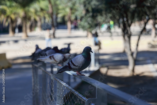Foto Pigeons sur la clôture du parc