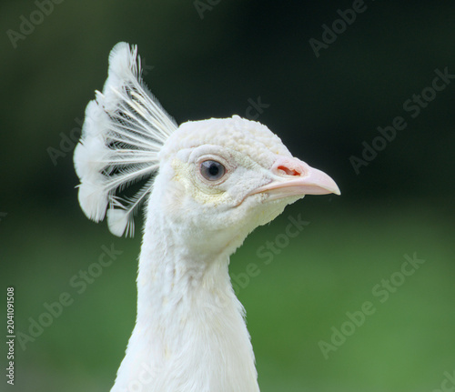 beautiful portrait of a rare white peacock