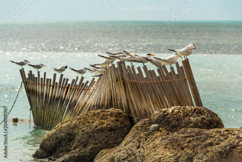 Seabirds Resting Along a Tropical Shoreline