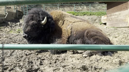 Close-up of an American bison resting on muddy ground behind metal bars in a zoo enclosure