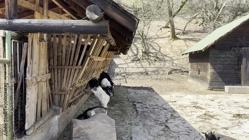 Domestic goats eating from a wooden hay feeder in a zoo paddock