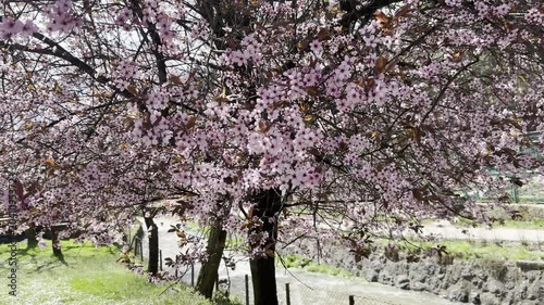 Beautiful cherry blossom trees blooming with pink flowers in a park during spring