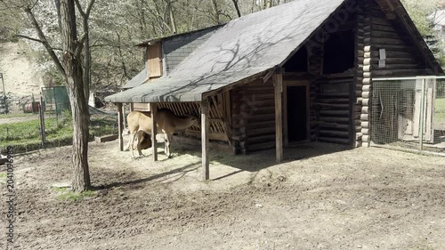 Antelopes standing under a wooden shelter in a zoo enclosure