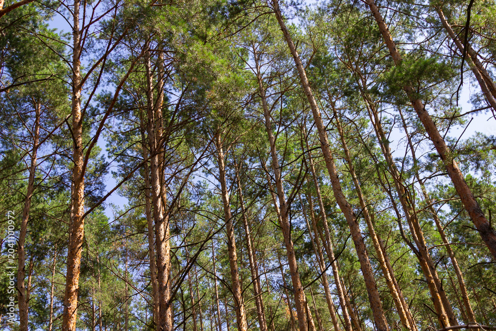 Fototapeta premium Pine forest. Tall trees against the blue sky.