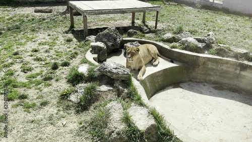 Lioness resting by an empty concrete pool in a zoo enclosure