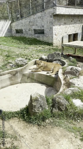 Lioness lying down by an empty pool in a zoo enclosure