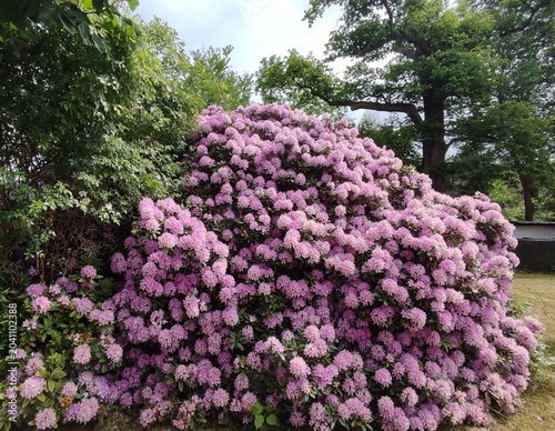 purple lilac flowers