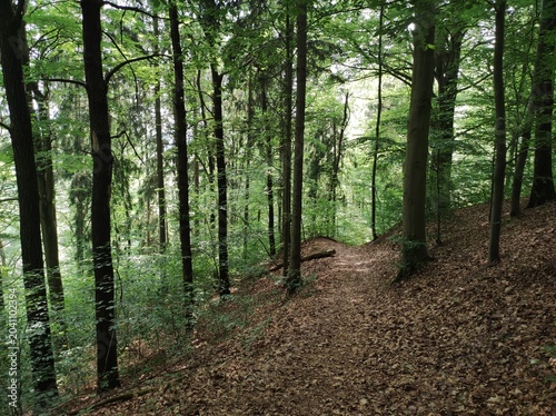 path in the forest