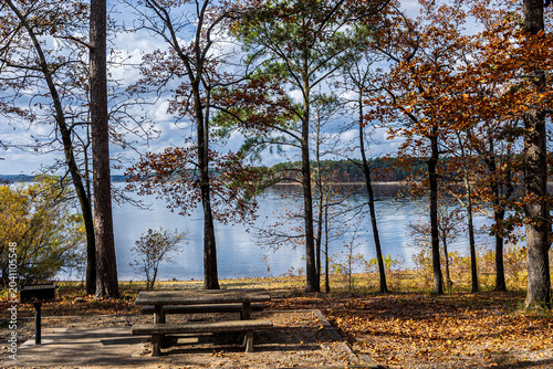 A scenic view of a majestic oak trees showcasing their brilliant golden and orange autumn foliage at DeGray Lake State Park, Arkansas.