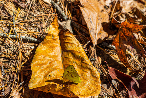 Fotografi Camouflaged Sleepy Orange Butterfly on Fall Leaves, at Lake Catherine State Park
