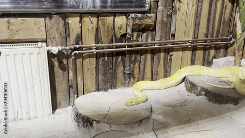 Large albino burmese python crawling on wooden platforms in an indoor terrarium