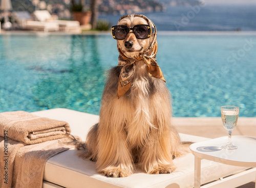 Elegant Afghan Hound dog wearing designer sunglasses and silk headscarf relaxing by infinity pool