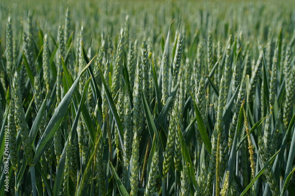 Fototapeta premium Wheat field growing under bright sunlight in the afternoon on a clear day