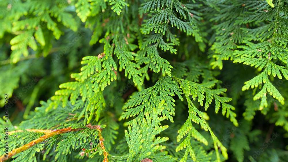 Fototapeta premium Closeup of vibrant green cedar leaves overlapping in soft sunlight showing fine texture and natural patterns in a dense and healthy evergreen shrub outdoors