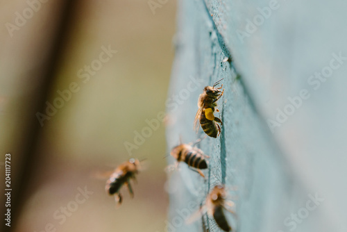 Photos Honeybee collecting pollen flying to home apiary hive