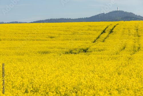 Yellow rapeseed field and rolling hills in spring countryside