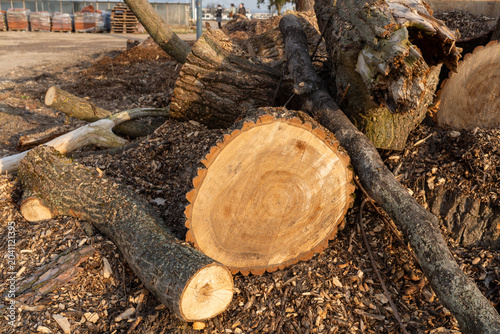 Fotografi Freshly cut tree trunk and branches lying on wood chips with visible annual rings, rough bark, sawdust, and felled timber pieces