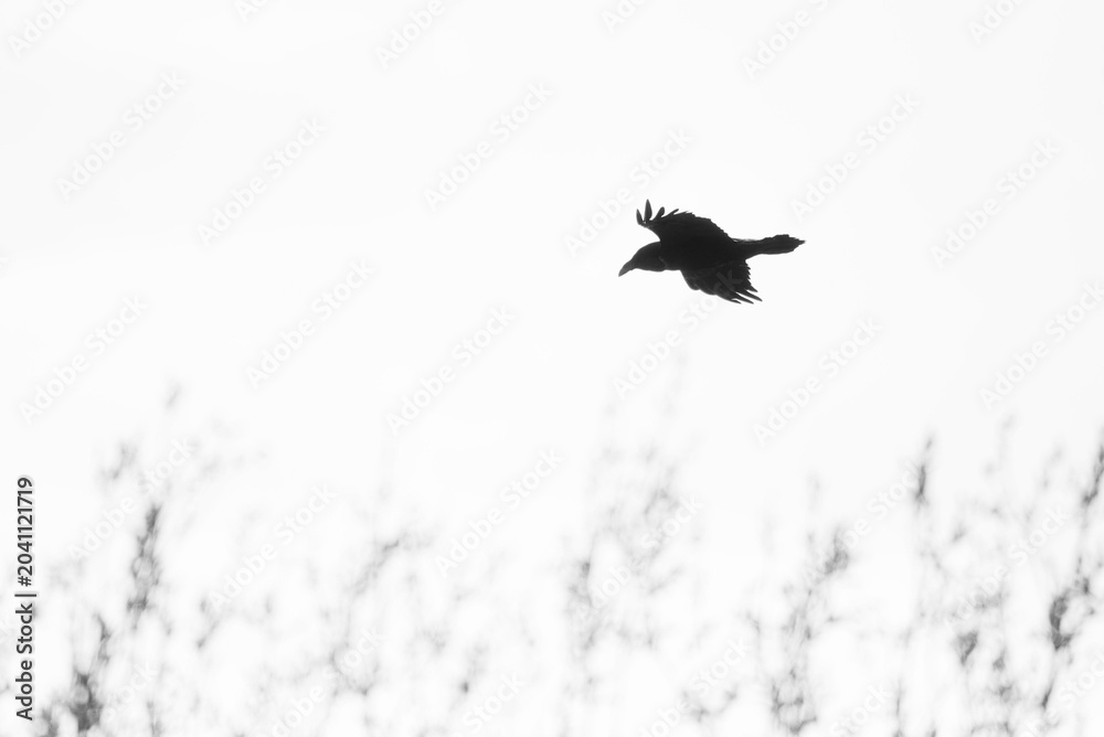 Fototapeta premium Crow flying in sky. Silhouette of bird in flight over blurry tree branches. Wildlife nature scene with dark raven aerial motion. Minimalist atmosphere with negative space for design.