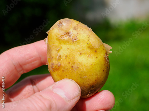Hand holding freshly harvested organic Jersey Royal raw potato from garden