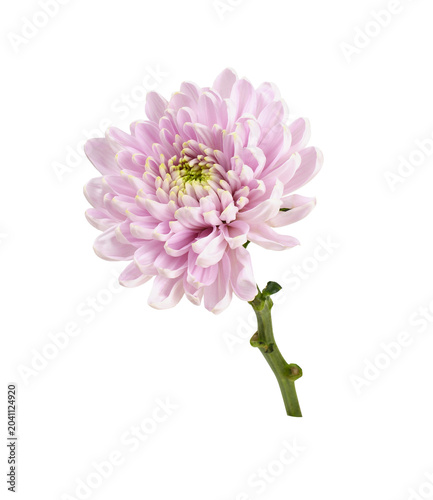 Fotografie Pink flower of chrysanthemum isolated on white or transparent background