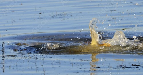 Mullets spawning in the brackish water, the Camargue, Southern France.