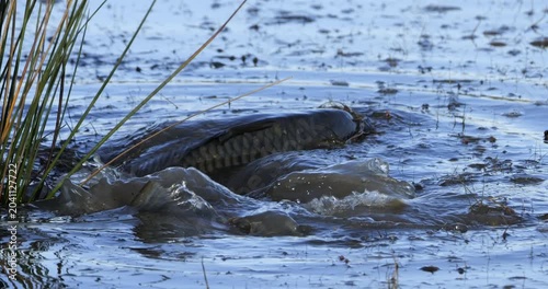 Mullets spawning in the brackish water, the Camargue, Southern France.