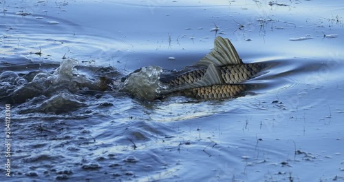 Mullets spawning in the brackish water, the Camargue, Southern France.