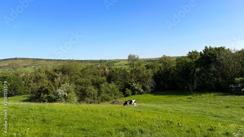 Vast green fields roll out beneath a bright blue sky, where a lone cow grazes in calm contentment. Trees border the meadow, framing a serene countryside scene near Cowling, Yorkshire, UK.