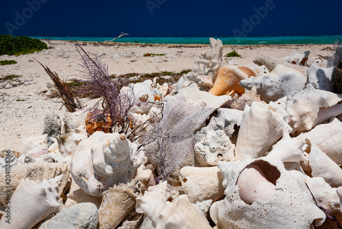 A seashell pile up in dry tortugas national park