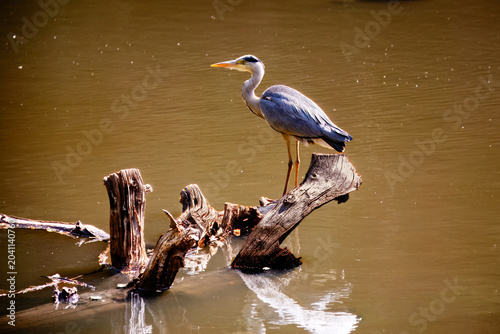 Tableau sur toile A grey heron standing on a dead branch in Turkey Brook in Forty Hill