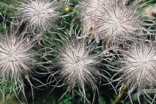Billede på lærred Fluffy clematis seed heads closeup