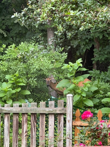 flowers and deer in the garden