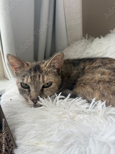 cat napping on tree